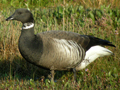 Black Brant x Dark-bellied Brent Goose hybrid